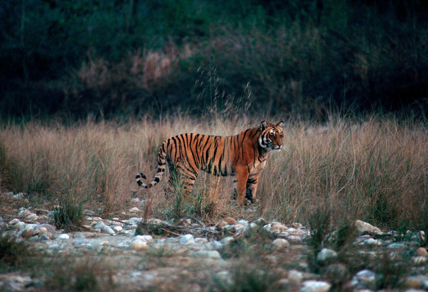 Jim Corbett