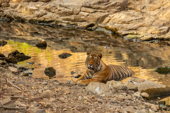 Bengal tiger spotted in Jim Corbett National Park jungle safari